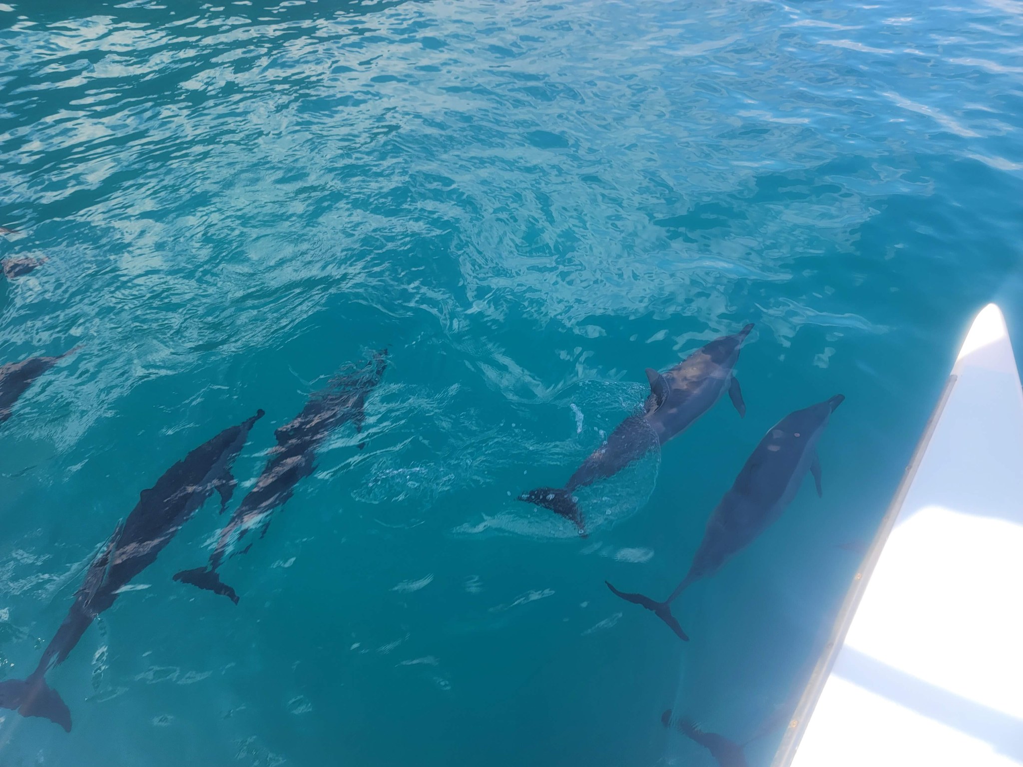 Four dolphins swimming together under clear water off Kauai