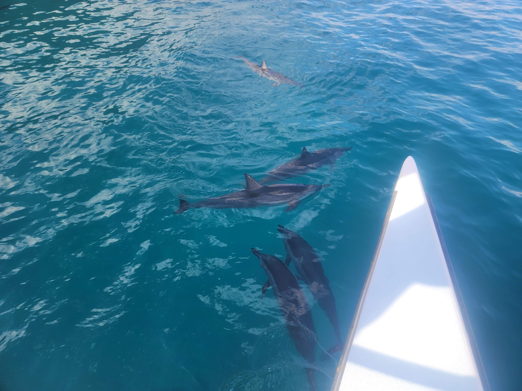 Five dolphins below the surface, two of them holding higher in the water than the others