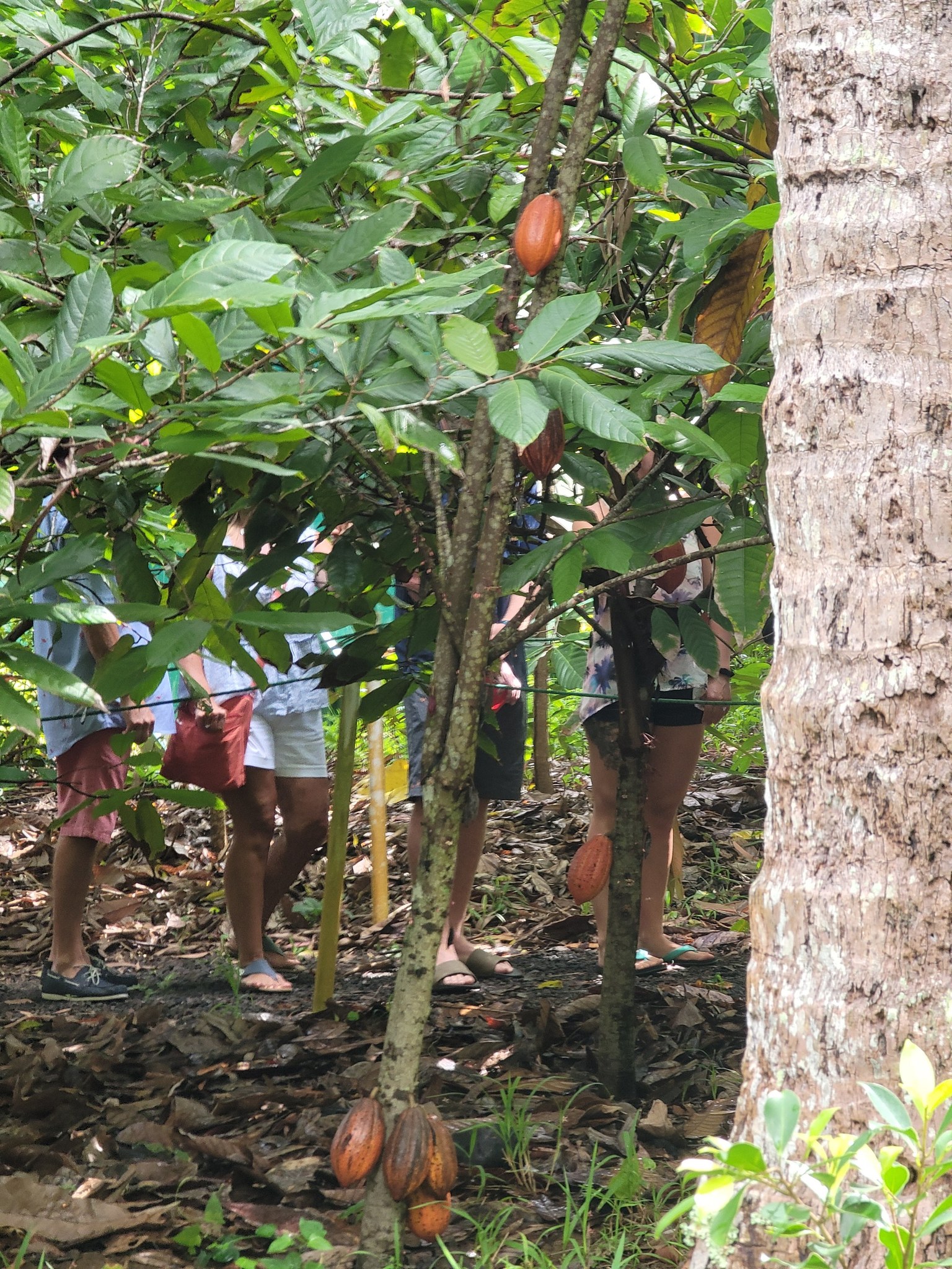 A cacao tree with pods growing high and low on the trunk, people standing behind it for scale
