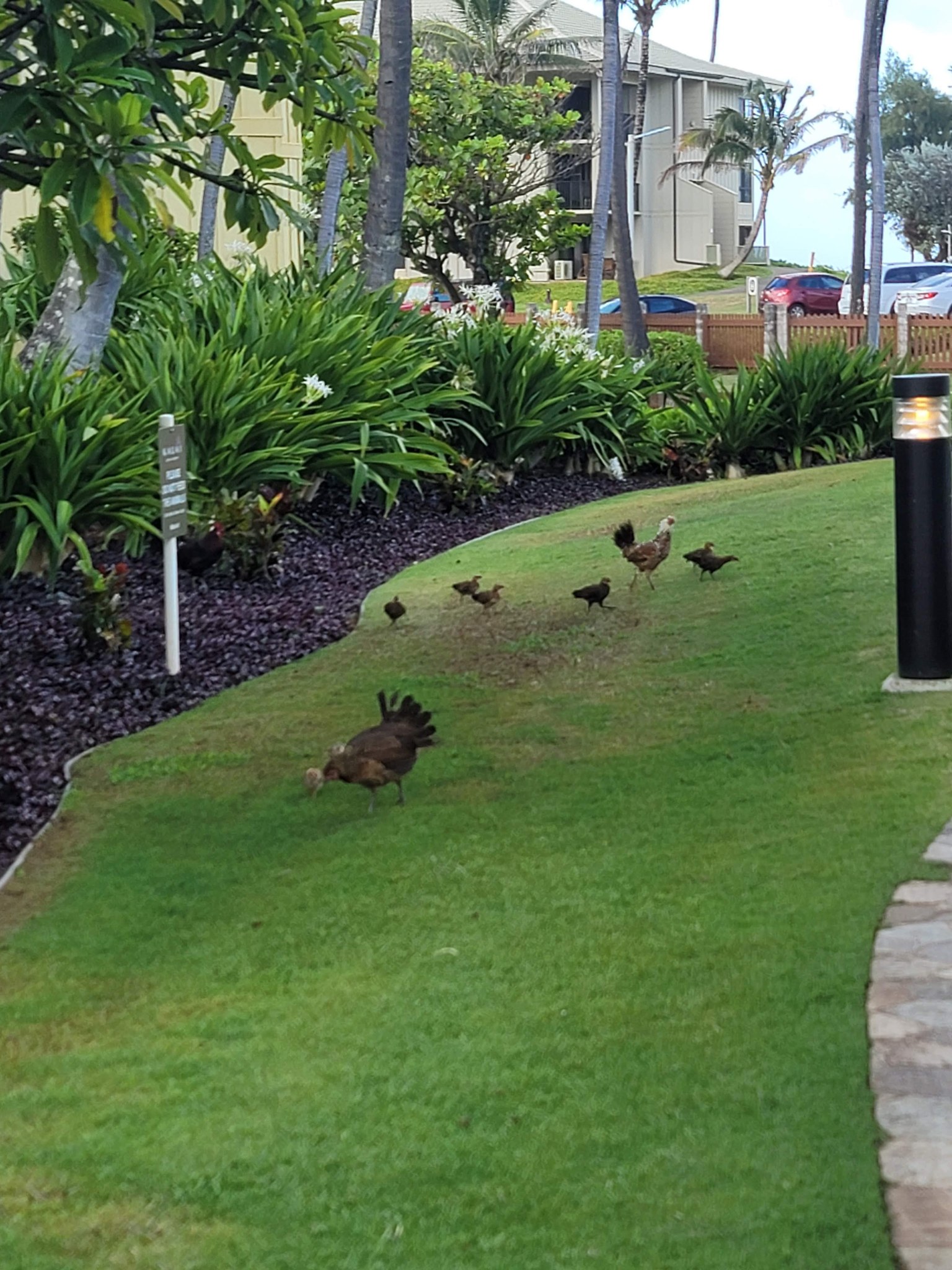 A hen with chicks and a rooster walking across a resort lawn on Kauai