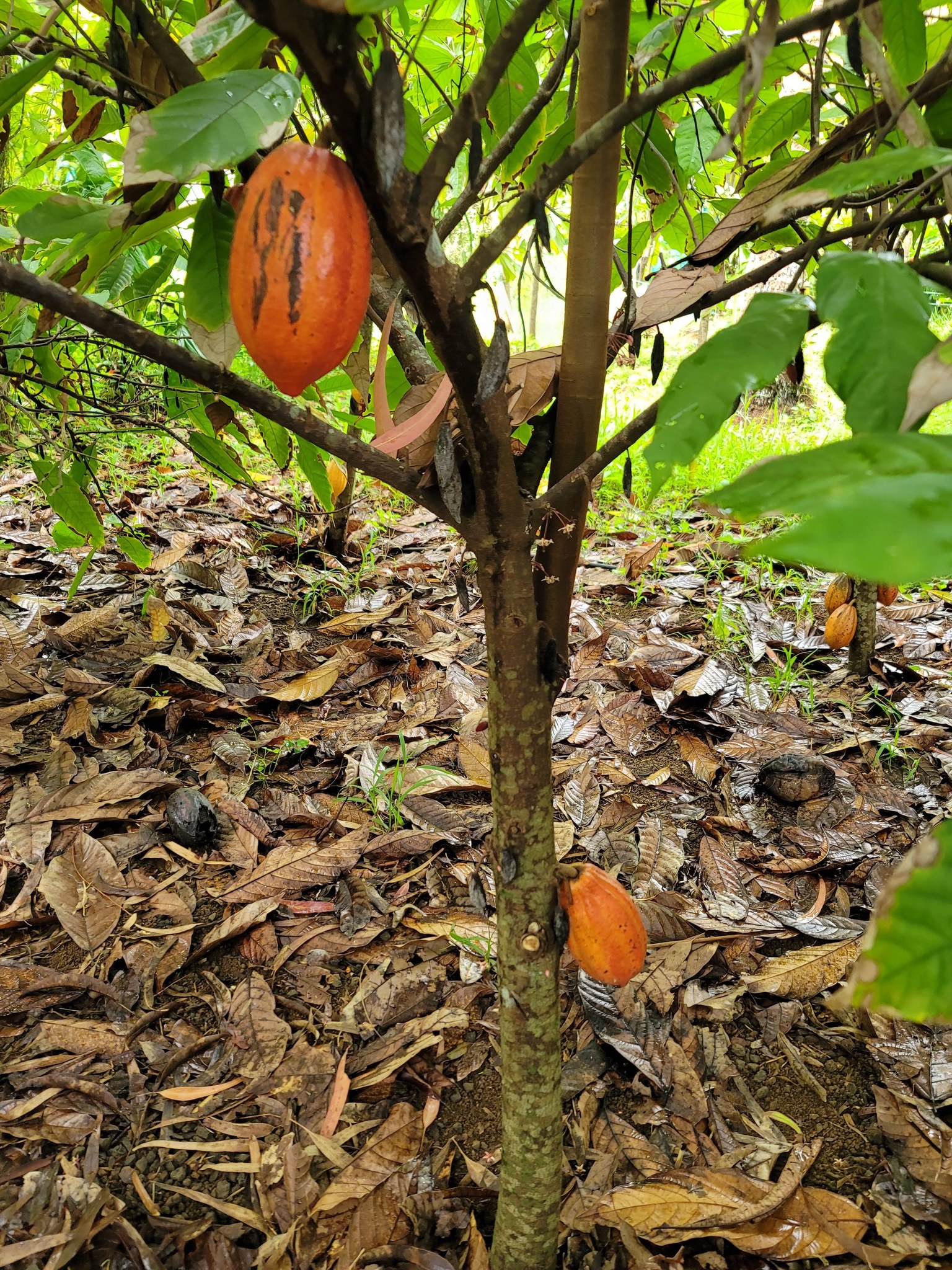An orange cacao pod on a cacao tree