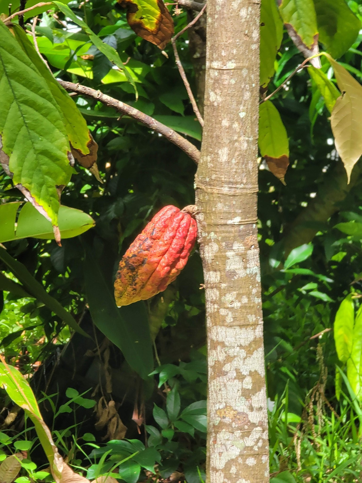 A red cacao pod growing directly from the trunk of a cacao tree