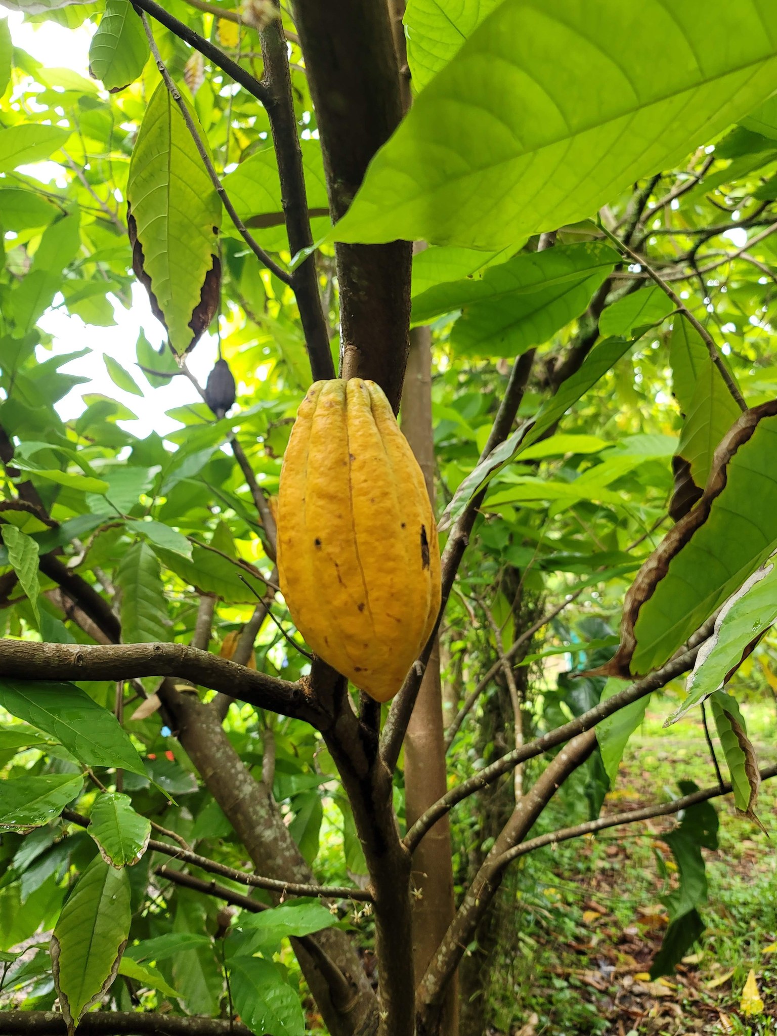 A yellow cacao pod on a cacao tree
